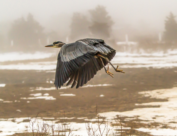 bird photography