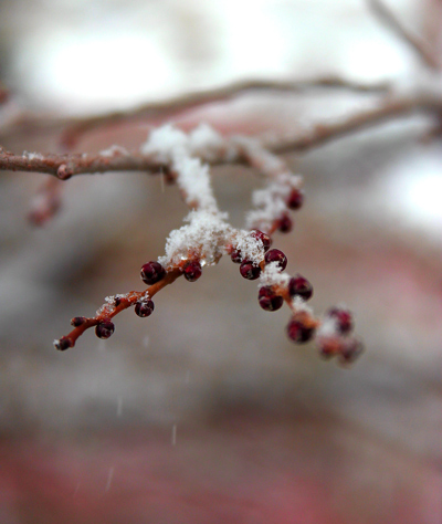 winter macro photography