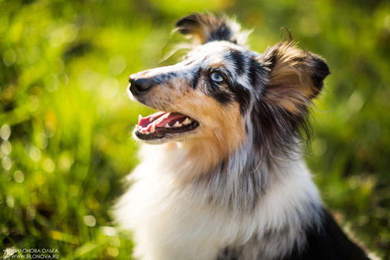 pet photography