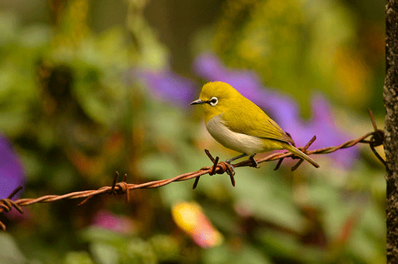 how to photography birds