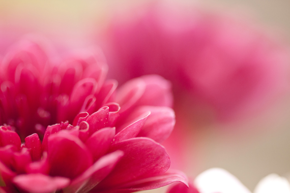 macro flower photography