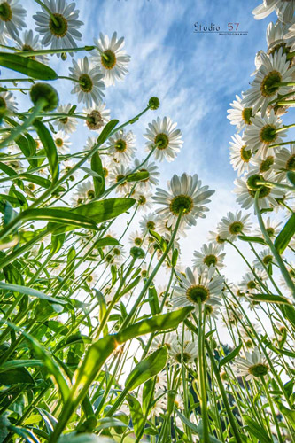 flower photography