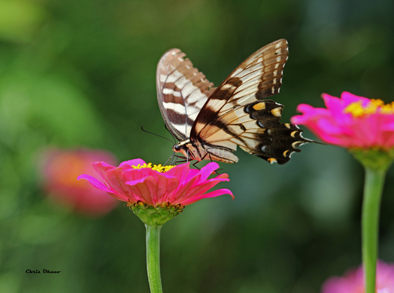 flower and insect photography