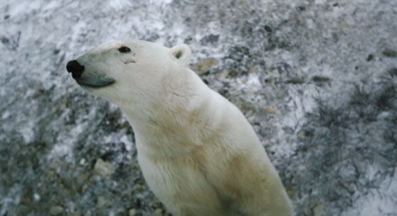 polar-bear-adorable