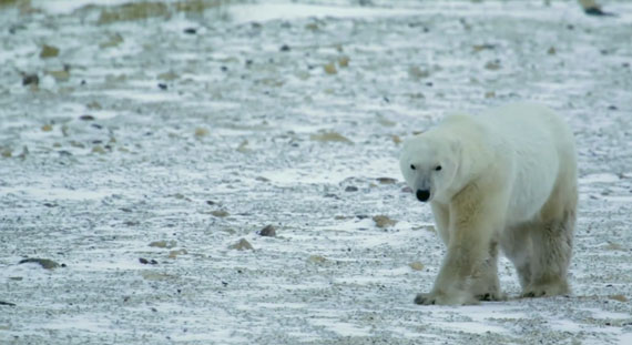 wild-bears-preservation