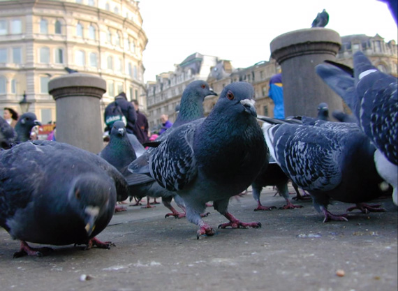 composition pigeons