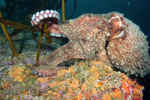 octopus_doesnt_want_photograph!