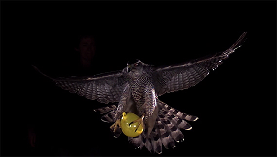 goshawk hunting