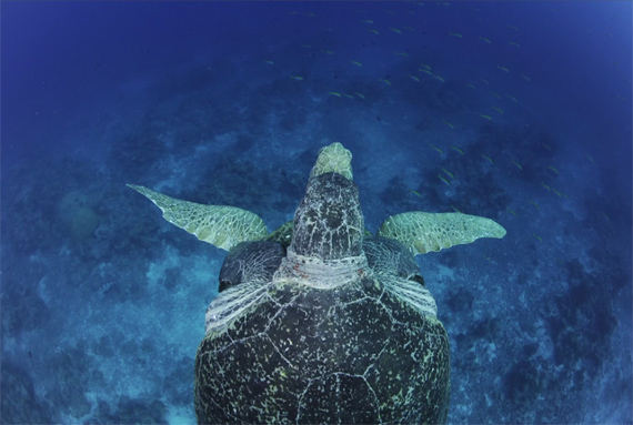 turtle underwater save our seas national geographic