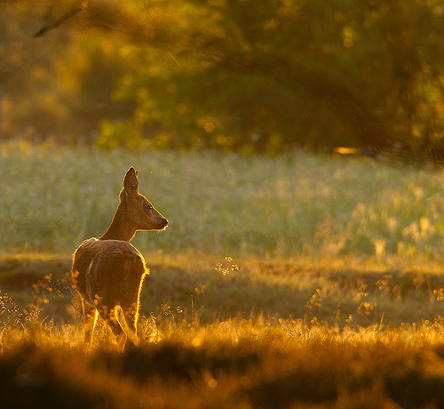 wildlife photography