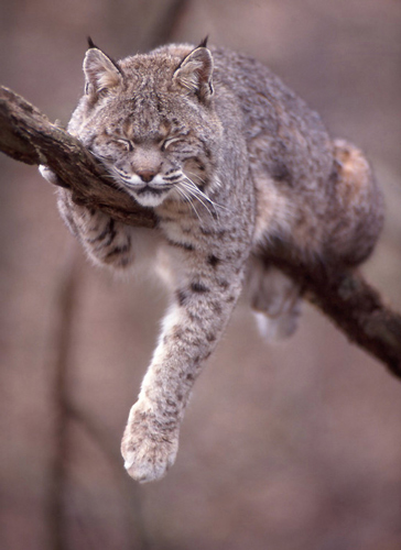 wild cat photography