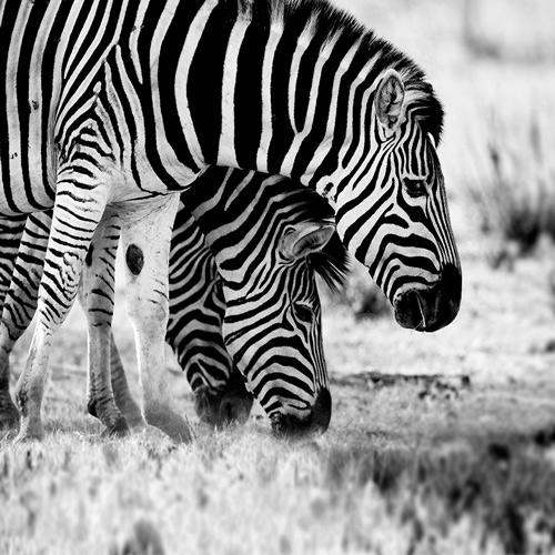 safari photography