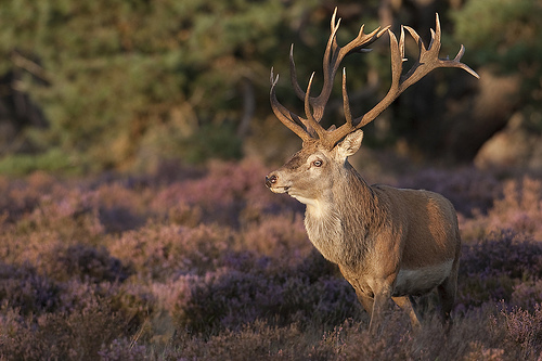 wild deer photography