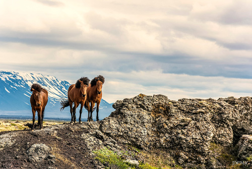 wild horses photography