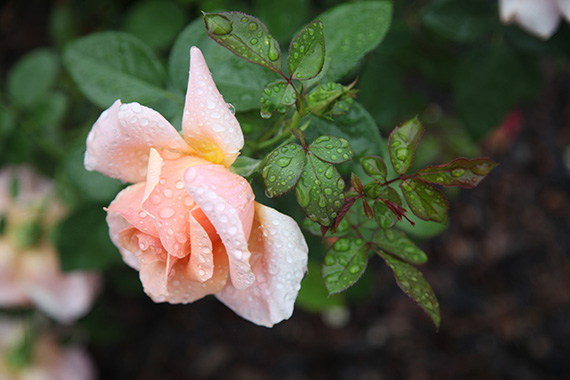 rose-with-water-droplets