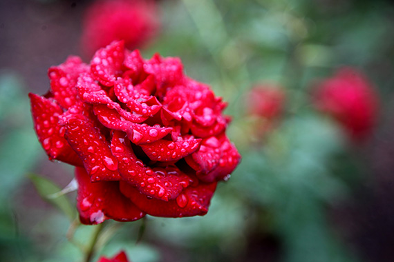 red-rose-close-up