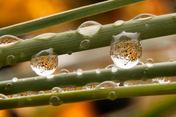 flower-photography-macro-drops