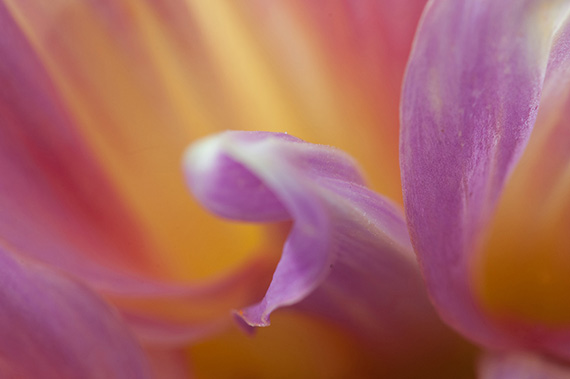 flower-close-up