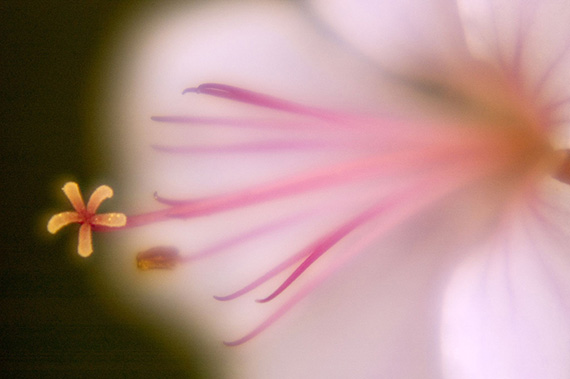 artistic-flower-macro-photography