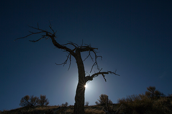 sun-behind-tree