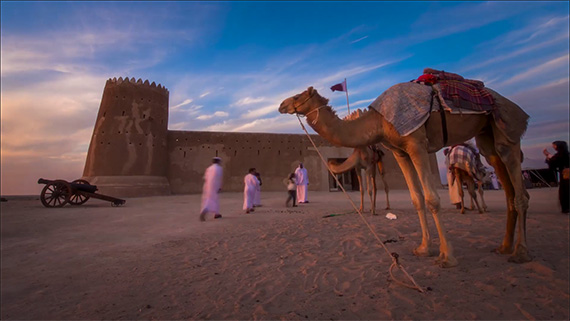 camel-qatar