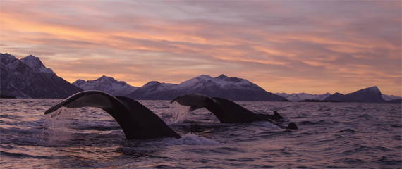 asegir helgestad norway oslo wildlife photographer