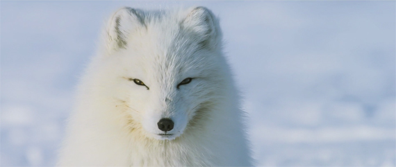 wolf artic snow frozen cold norway antarctica