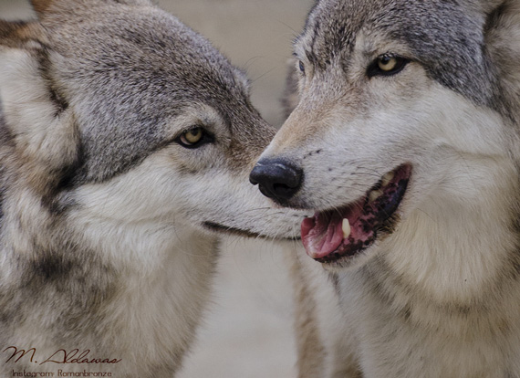 animal photography