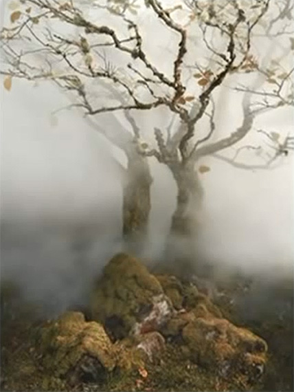 fog-machine-tree-photo