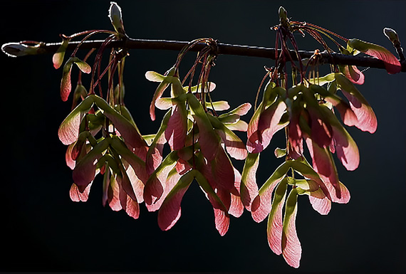 lighting nature