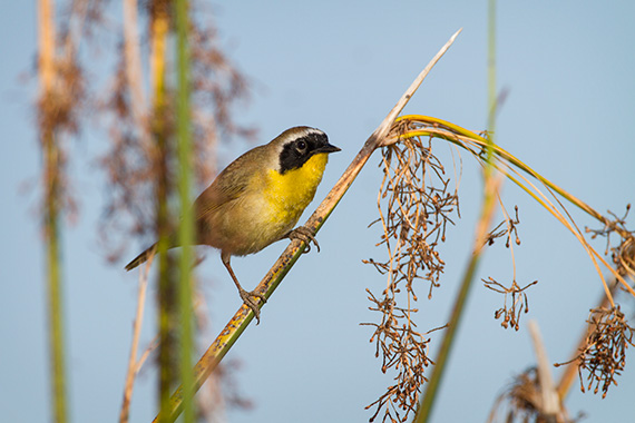 yellow-bird