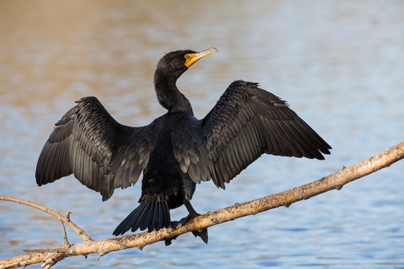 cormorant-spreading-wings