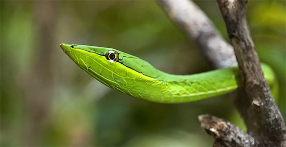 green-snake