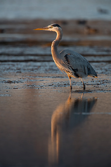 how-to-photograph-a-heron