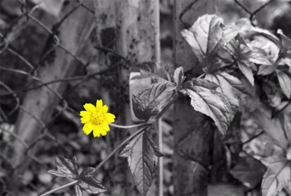 selective color black and white b&w cliche photography photo kai digitalrevtv