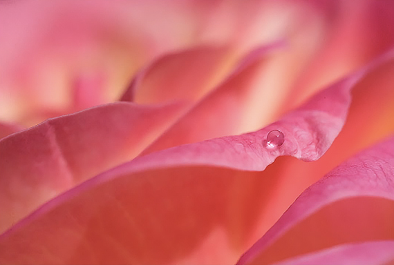 flower macro