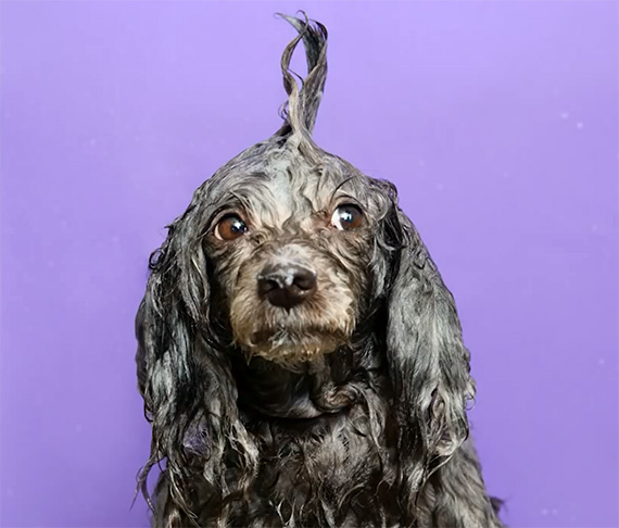 wet-dog-photo-gamand