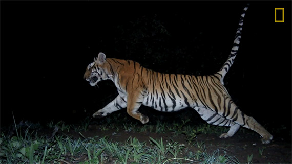 motion-detector-camera-tigers