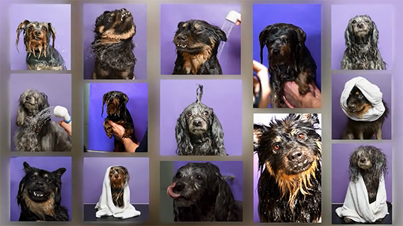 sophie-gamand-wet-dogs