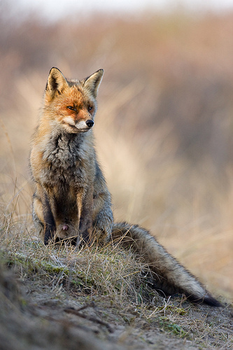 wildlife photography composition