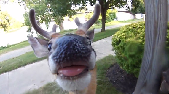 deer-licks-photographers-camera