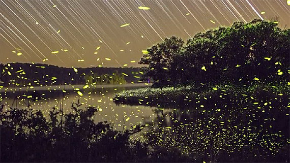 lightning bug time lapse photography