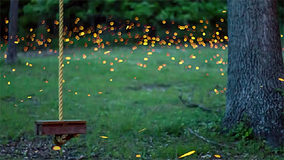 fireflies at night photo