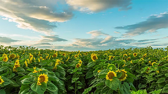 sunflower timelapse image 