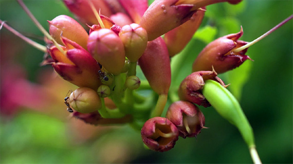 shallow depth of field 