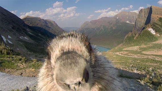 marmot-licks-camera