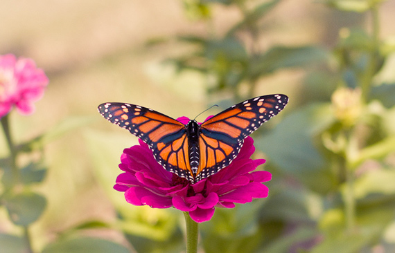 butterfly on flower