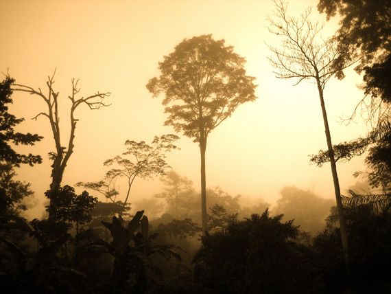 rainforest photography composition