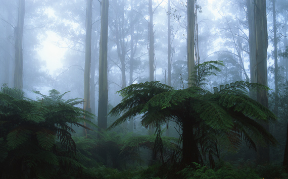 rainforest mist