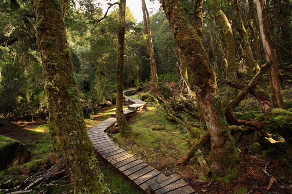 "Rainforest" captured by Lawson Matthews/Island Home 